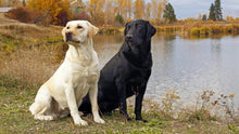 Lovely Retro Labrador Pendant Necklace