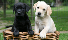 Cuddly Retro Labrador Adjustable Ring